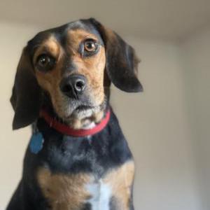 Lost Dog Chrissy