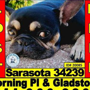 Lost Dog Maxi