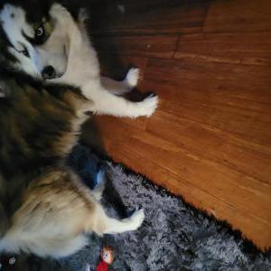 Lost Dog Maui
