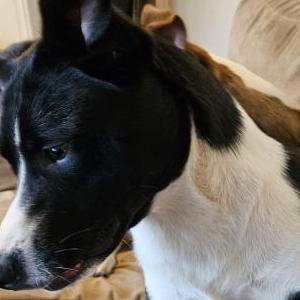 Found Dog Unknown