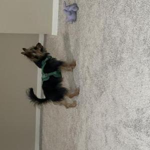 Lost Dog Peter