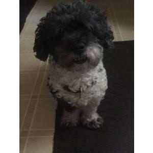 Lost Dog Sophie Gemma smith