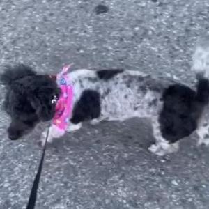 2nd Image of Sophie Gemma smith, Lost Dog