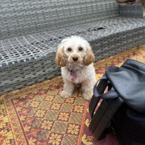Lost Dog Polo