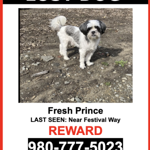 Lost Dog Fresh Prince