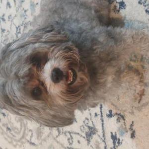 Found Dog Unknown