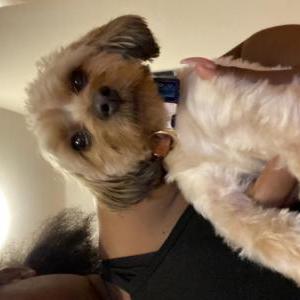 Lost Dog Prince
