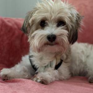 Lost Dog Pixie