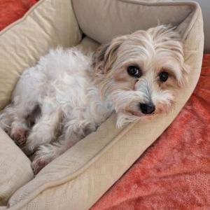 Lost Dog Pixie