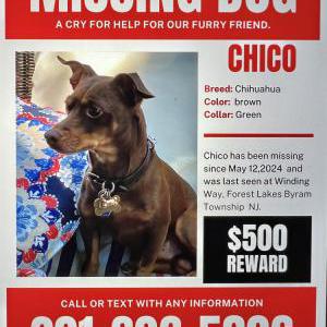 Lost Dog Chicho