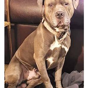 Lost Dog Moose