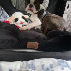 Lost Dog Auggie (or Oompa)