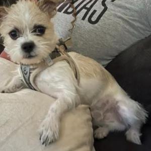 Image of Benji, Lost Dog