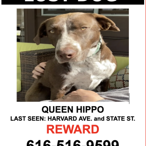 Image of QUEEN HIPPO, Lost Dog