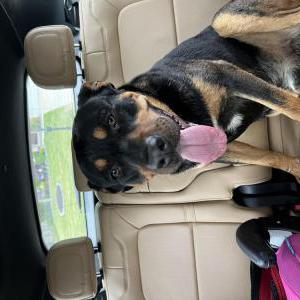Found Dog Unknown