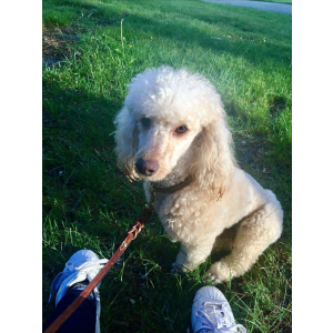 Lost Dog Milo