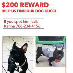 Image of Gucci, Lost Dog