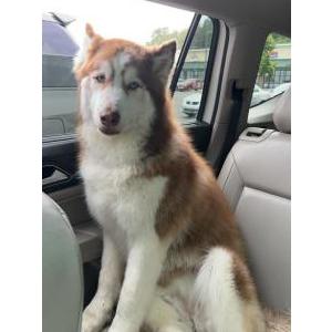 Image of Stormer, Lost Dog