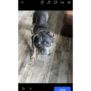 Lost Dog Ruthie