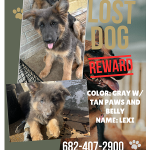 Lost Dog Lexie