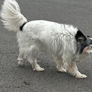 Lost Dog Stewart