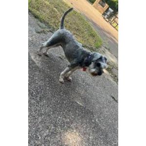 Lost Dog Koko