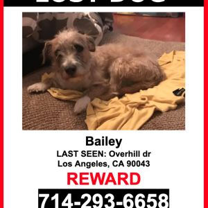 Lost Dog Bailey