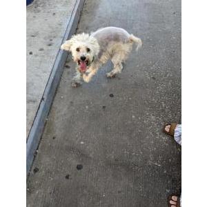 Found Dog Unknown