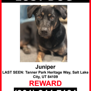 Image of Juniper, Lost Dog