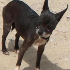 Found Dog Chi