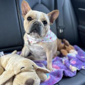 Lost Dog Zula May