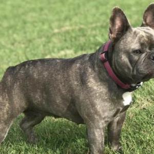 Lost Dog Tilly