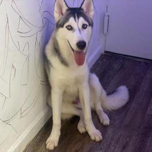 Image of Kooda, Lost Dog