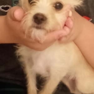Lost Dog Kiki