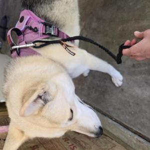 Found Dog Unsure - Medium Husk