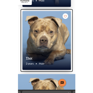 Lost Dog Thor