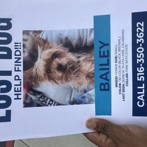 Lost Dog Bailey