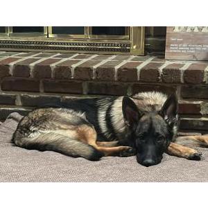 2nd Image of Ares, Lost Dog