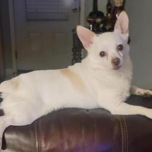 Lost Dog Geo