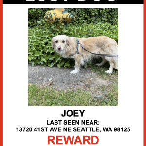 Lost Dog Joey