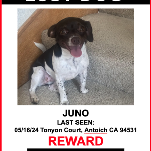 Lost Dog JUNO
