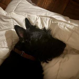 Lost Dog ArthurMacArthur