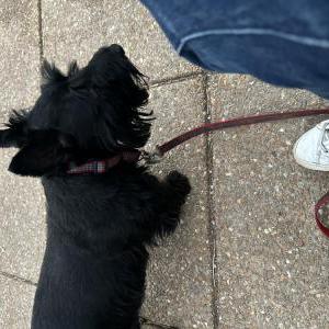 2nd Image of ArthurMacArthur, Lost Dog