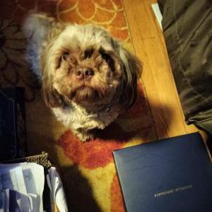 Lost Dog Felix