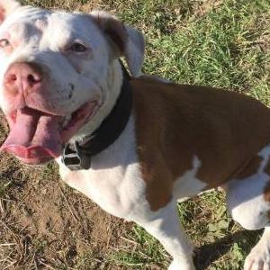 Lost Dog Katrina