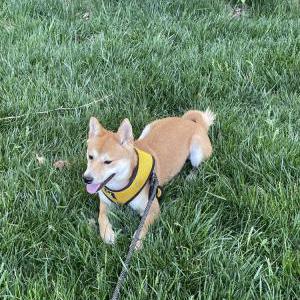 Lost Dog Maverick