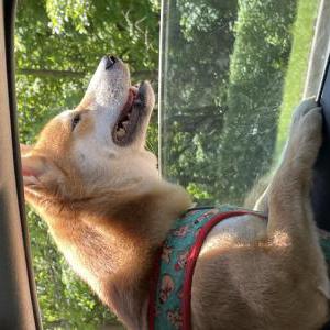 Lost Dog Maverick