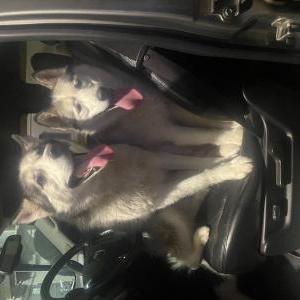 Lost Dog unknown