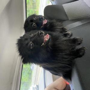Lost Dog Luke