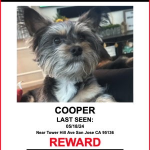 Lost Dog COOPER